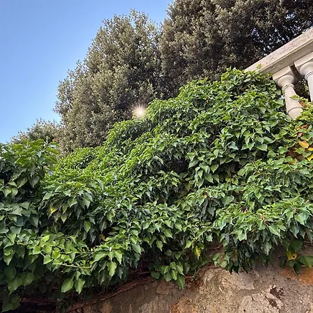 Edera 3*
